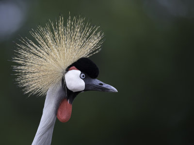 Grey Crowned Crane - Grijze Kroonkraanvogel - Grue royale