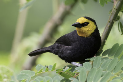 Black-billed Weaver - Hooglandwever - Tisserin  tte jaune