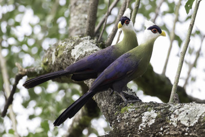 White-crested Turaco - Witkuiftoerako - Touraco  huppe blanche