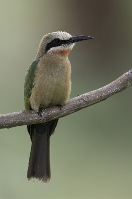 White-fronted Bee-eater - Witkapbijeneter - Gupier  front blanc