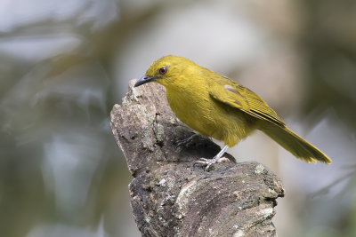 Joyful Greenbul - Dottergele Buulbuul - Bulbul joyeux