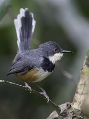 Black-collared Apalis - Ornaatapalis - Apalis  col noir