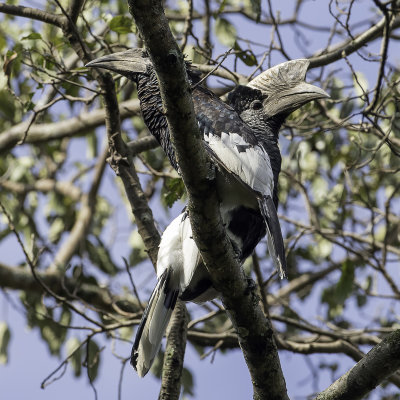 Black-and-white-casqued Hornbill - Grijsoorneushoornvogel - Calao  joues grises