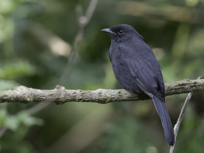 Northern Black Flycatcher - Senegalese Drongovliegenvanger - Gobemouche drongo