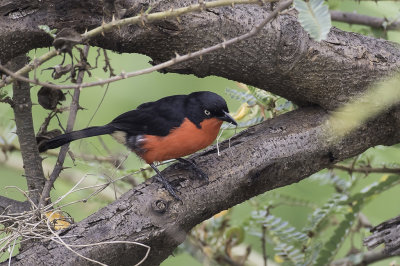 Black-headed Gonolek - Zwartkopfiskaal - Gonolek  ventre rouge