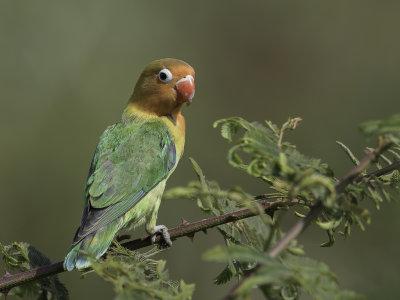 Fischer's Lovebird - Fischers Agapornis - Insparable de Fischer