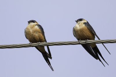 Mosque Swallow - Moskeezwaluw - Hirondelle des mosques