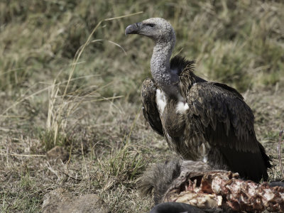 Rppells Vulture - Rppells Gier - Vautour de Rppell (imm)