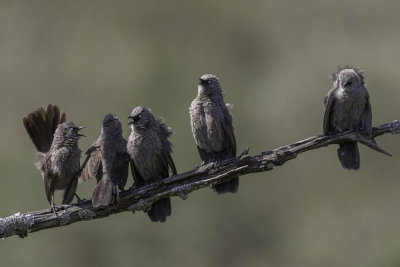 Black-lored Babbler - Taborababbelaar - Cratrope de Sharpe