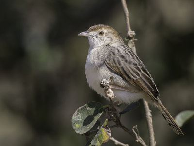 Rattling Cisticola - Ratelgraszanger - Cisticole grinante