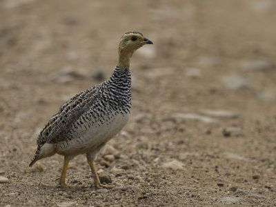 Coquie Francolin - Coquifrankolijn - Francolin coqui (m)