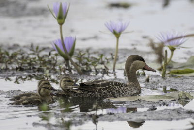 Red-billed Teal - Roodsnavelpijlstaart - Canard  bec rouge