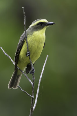 Lemon-browed Flycatcher - Geelringtiran - Tyran à sourcils jaunes