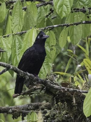 Amazonian Umbrellabird - Amazoneparasolvogel - Coracine orne