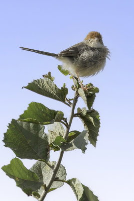 Long-tailed Cisticola - Taboragraszanger - Cisticole  queue fine