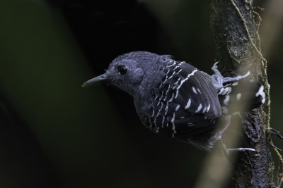 Common Scale-backed Antbird - Schubrugmiervogel - Fourmilier zbr (m)