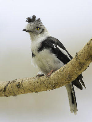 Grey-crested Helmetshrike - Grijskuifklauwier - Bagadais  huppe grise