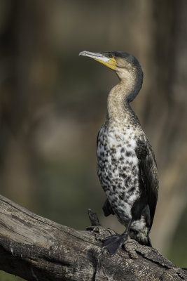 White-breasted Cormorant - Witborstaalscholver - Cormoran  poitrine blanche