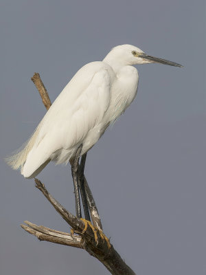 Little Egret - Kleine Zilverreiger - Aigrette garzette