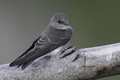 Brown-throated Martin - Vale Oeverzwaluw - Hirondelle paludicole