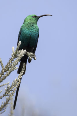 Malachite Sunbird - Emeraldhoningzuiger - Souimanga malachite (m)