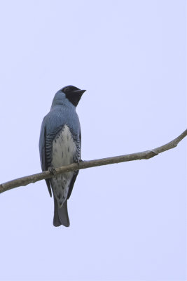Swallow Tanager - Zwaluwtangare - Tersine hirondelle