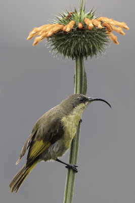 Golden-winged Sunbird - Goudvleugelhoningzuiger - Souimanga  ailes dores (f)