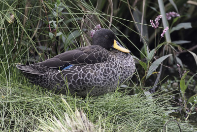 Yellow-billed Duck - Geelsnaveleend - Canard  bec jaune