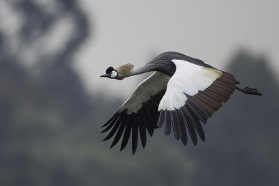 Grey Crowned Crane - Grijze Kroonkraanvogel - Grue royale