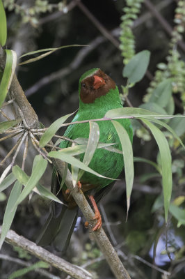 Grass-green Tanager - Papegaaitangare - Tangara de Rieffer