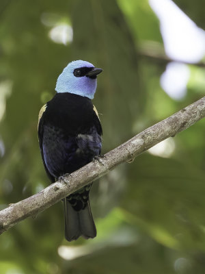 Blue-necked Tanager - Azuurkoptangare - Calliste  cou bleu
