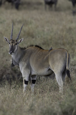 Eland Antilope (f)