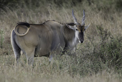 Eland Antilope (m)