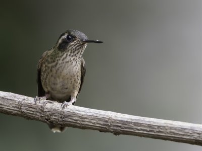 Speckled Hummingbird - Zwartoorkolibrie - Colibri mouchet