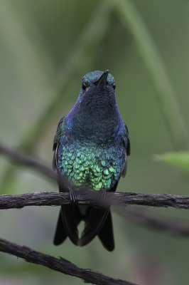 Shining-green Hummingbird - Goudots Kolibrie - Colibri de Goudot