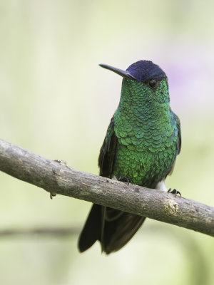 Indigo-capped Hummingbird - Blauwkapamazilia - Ariane  front bleu