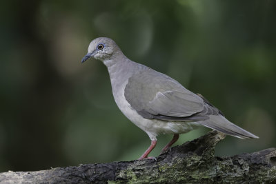 White-tipped Dove - Verreaux' Duif - Colombe de Verreaux
