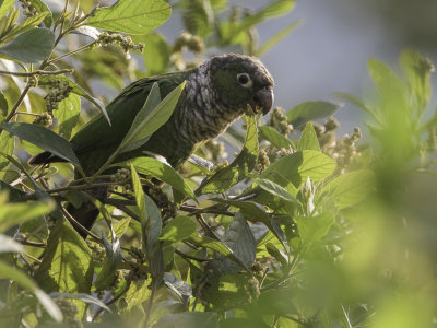 Maroon-tailed Parakeet - Zwartstaartparkiet - Conure de Souanc