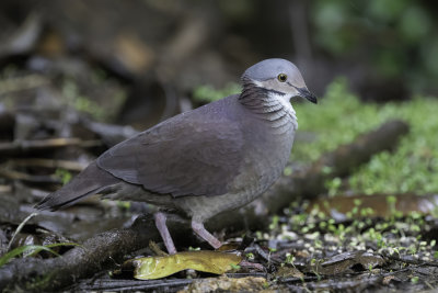 White-throated Quail-Dove - Teugelkwartelduif - Colombe  gorge blanche