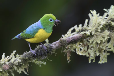 Blue-naped Chlorophonia - Blauwnekorganist - Organiste  nuque bleue (m)