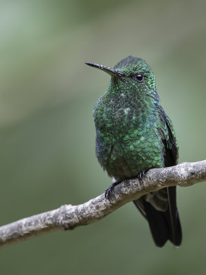 Steely-vented Hummingbird - Blauwbuikamazilia - Ariane de Sophie