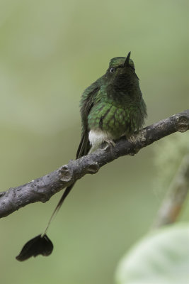 White-booted Racket-tail - Vlagstaartwitpluimbroekje - Haut-de-chausses  palettes (m)