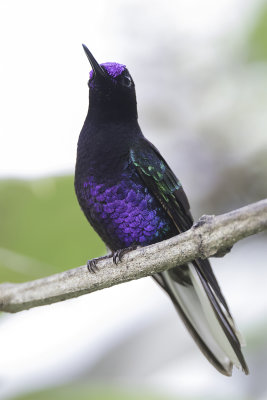 Velvet-purple Coronet - Witstaarthoornkolibrie - Colibri de Jardine (m)