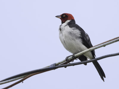 Red-capped Cardinal - Zwartkeelkardinaal - Paroare rougecap