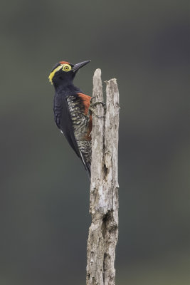 Yellow-tufted Woodpecker - Geelbrauwspecht - Pic  chevron d'or