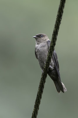 White-thighed Swallow - Witflankzwaluw - Hirondelle  cuisses blanches