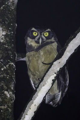Spectacled Owl - Briluil - Chouette  lunettes