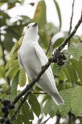 Black-tipped Cotinga - Witte Cotinga - Cotinga blanc (m)