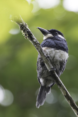Black-breasted Puffbird - Zwartborstbaardkoekoek - Tamatia  plastron