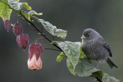 Paramo seedeater - Pramocatamenia - Catamnie du paramo (f)